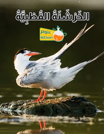 علوم بسيطة- الخرشنة القطبية